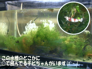 麻呂な点がかわうい我が家のレッドビーシュリンプたん