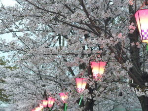 2008年4月4日大阪南部の桜