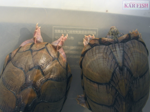 カブトニオイガメ