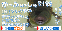 にほんブログ村 小動物ブログ 珍しい小動物へ