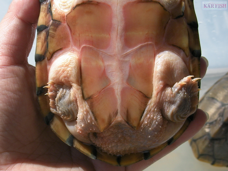 カブトニオイガメ