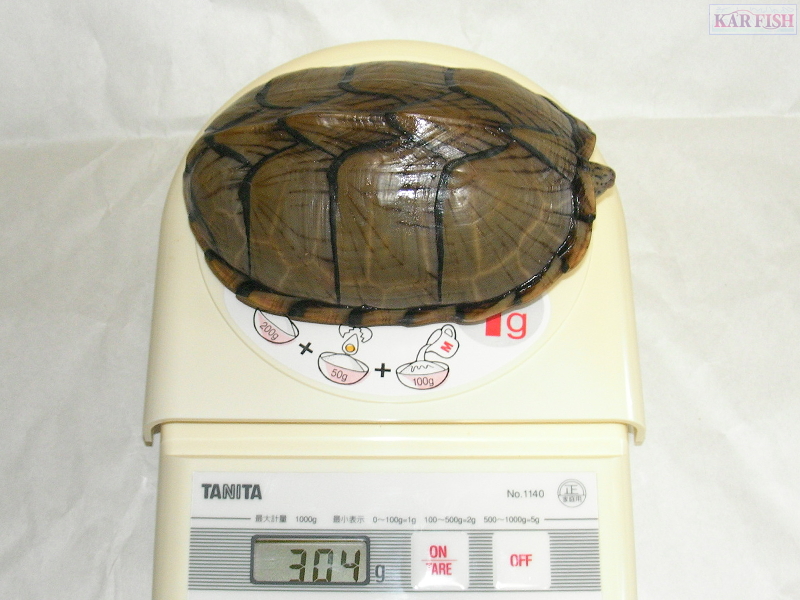カブトニオイガメのフォトンちゃん