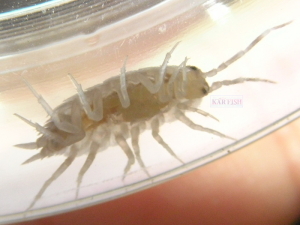 ワラジムシとその赤ちゃん ワラジムシとその赤ちゃん