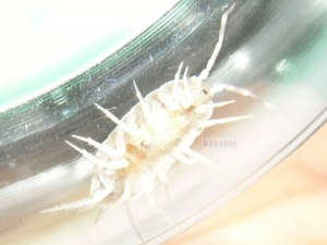 ワラジムシとその赤ちゃん ワラジムシとその赤ちゃん