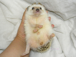 ヨツユビハリネズミの紫君