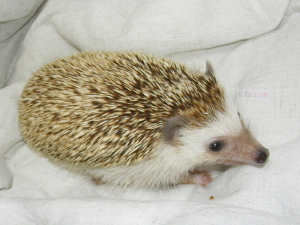 ヨツユビハリネズミの紫君