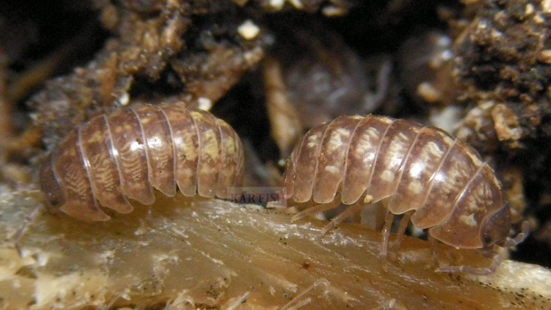 ニボシを食べるオカダンゴムシ